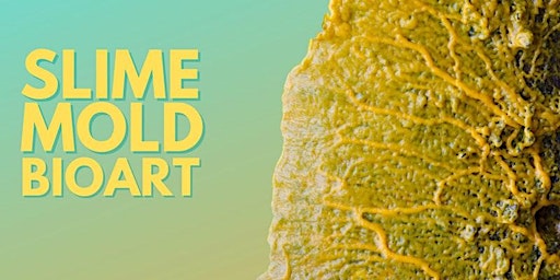 Slime Mold Bioart [ONLINE]