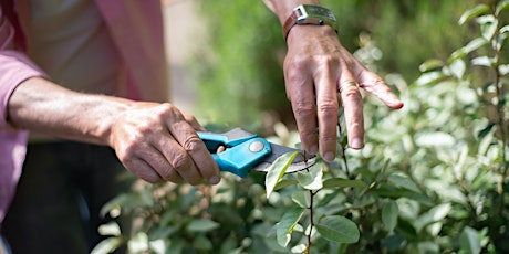 Hauptbild für Spring Pruning Workshop 2024