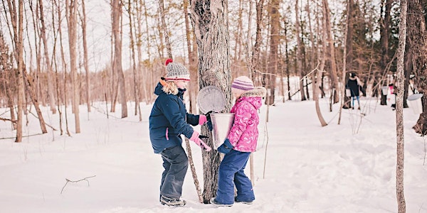 Sugarbush On The Farm