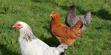 Keeping Backyard Chickens-Thursday, August 3rd, 6pm-8pm