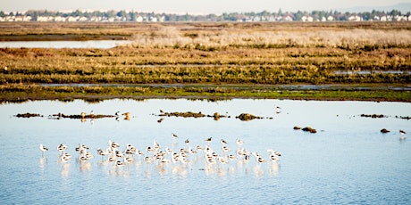 Immagine principale di Bair Island Walking Tour 