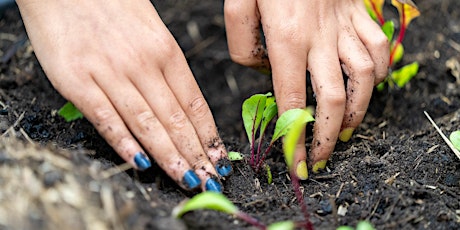 Beginners Guide to Growing Veg (Part 2) primary image