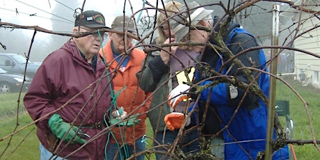 Free Pruning Demonstrations
