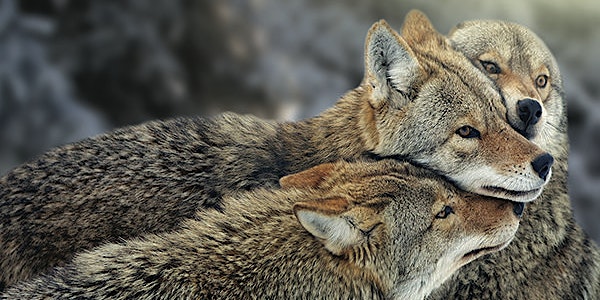 2 Films: American Coyote/Still Wild at Heart & Killing Games