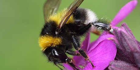 Join the North East Bee Hunt: Recording Spring Bees