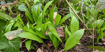 Spring Foraging primary image