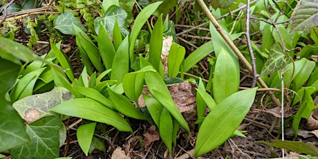 Spring Foraging