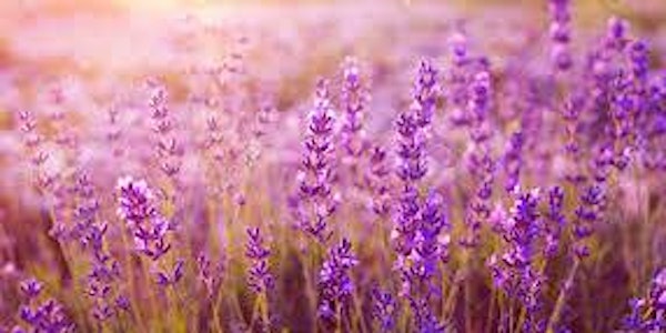 July Time-Out Event:  Lavender Festival