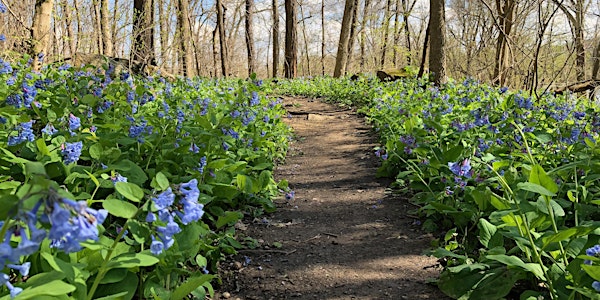 WVU Department of Biology Spring Ephemeral Wildflower Walks 2023
