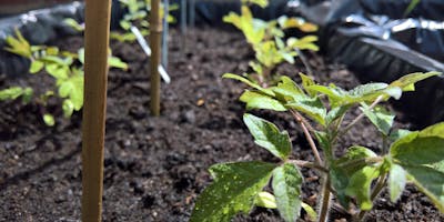Gardening with Green Society