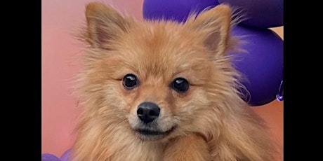 SoCal Pomeranian Rescue Dog Adoption Event (Studio City)