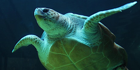"Save the Sea Turtles" Night primary image