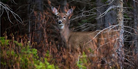 How Deer Shape Forest Ecosystems
