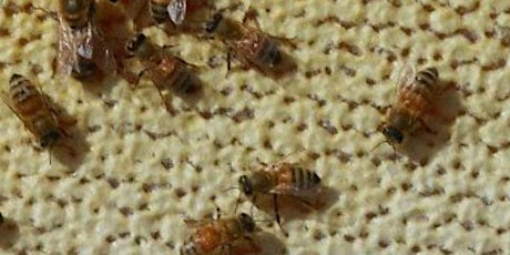 Beekeeping: Is it for me?-online event-Wed.,Feb. 22nd, 6p-8p