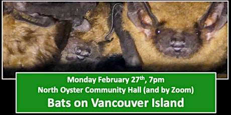 Bats on Vancouver island