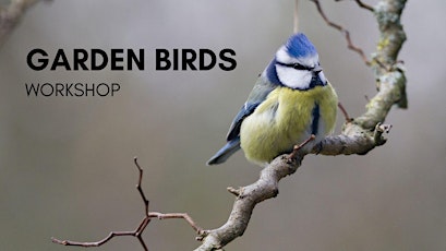 Garden Birds (UK) Workshop