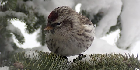 Winter Finches: a presentation