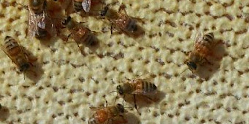 Beekeeping: Is it for me?-online event-Thurs., May 4th, 6p-8p