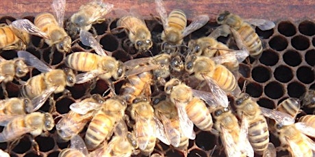 Hauptbild für Intro to Beekeeping workshop-Saturday, March 30th, 9am-3pm