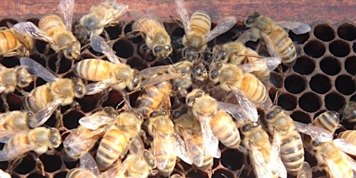 Image principale de Intro to Beekeeping workshop-Sat., April 18th, 9am-3pm