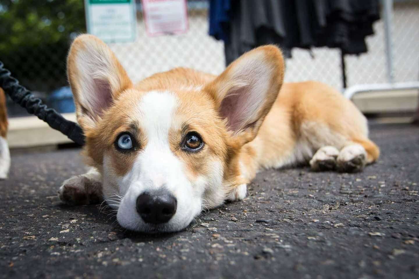 Memorial Day Pet a Corgi