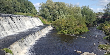 Time for a Dodder Trust? primary image