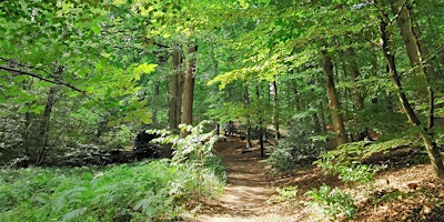 Hauptbild für Bosbaden / Shinrin-Yoku / Forest Bathing - Plasmolen bij Nijmegen