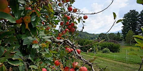 Apple Pruning Workshop