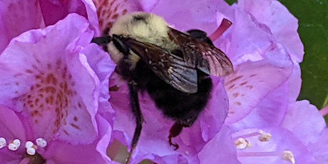 School Gardens Teacher Workshop: Pollinators in Your Garden