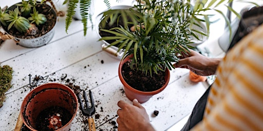 Bring In Your Own Plant Or Pot Repotting Workshop 2.10.23 ($10.00)