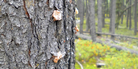 Investigating Early Detection and Management Tools for Mountain Pine Beetle