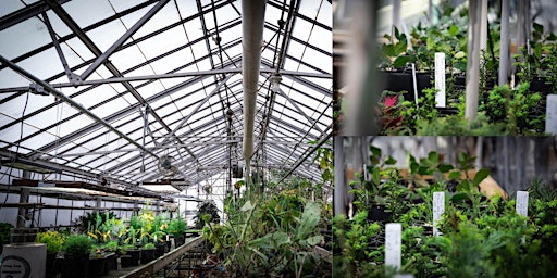 Behind the Scenes at the Beal Garden Greenhouse