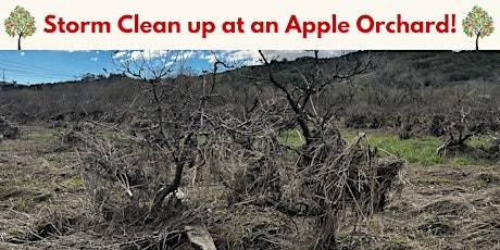 Storm Clean up at Apple Orchards!