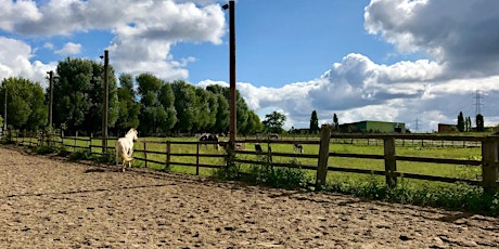 Introduction & refresher - Eagala model of Equine Assisted Psychotherapy primary image