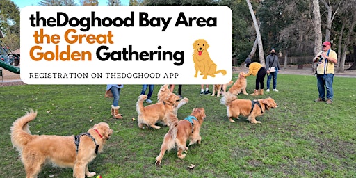theDoghood BayArea the Great Goldens Gathering