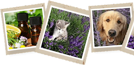 Pet Wellness with Essential Oils  primary image