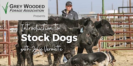 Introduction to Stock Dogs with Jolie Vermette
