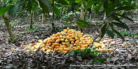 Paving the way: learning from Ghana’s VPA process to help meet cocoa commitments