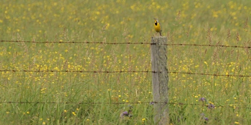 Eastern Meadowlark Conservation in Vermont primary image