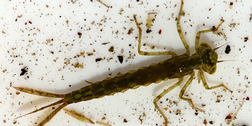 Easter Pond Dipping: What Lives in the Pond? primary image