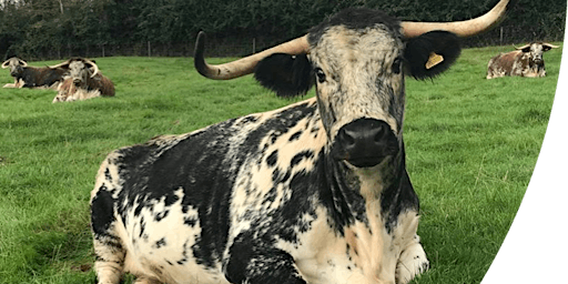 Primaire afbeelding van Guided Walk -  Conservation Grazing in the Forest