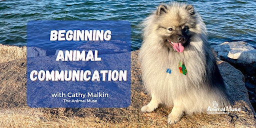 Beginning Animal Communication
