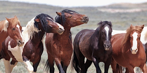 Save Our Wild Horses Conference