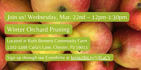 Winter Orchard Pruning