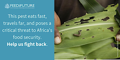 INFO-SESSION: Fall Armyworm Tech Prize primary image