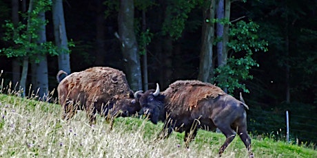 Hauptbild für Wurst Workshop bei der Bisonzucht Kogelhof