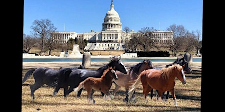 DC Save Our Wild Horses Rally - Join us to spread awareness!