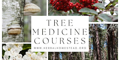 Tree Medicine Across the Seasons - Summer with Rowan