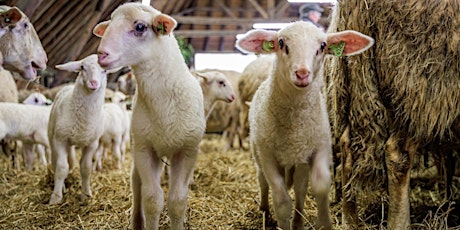 Kinderactiviteit ‘Lammetjes aaien’ Hof Espelo op 8 maart