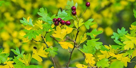 Tree Medicine Across the Seasons - Autumn with Hawthorn
